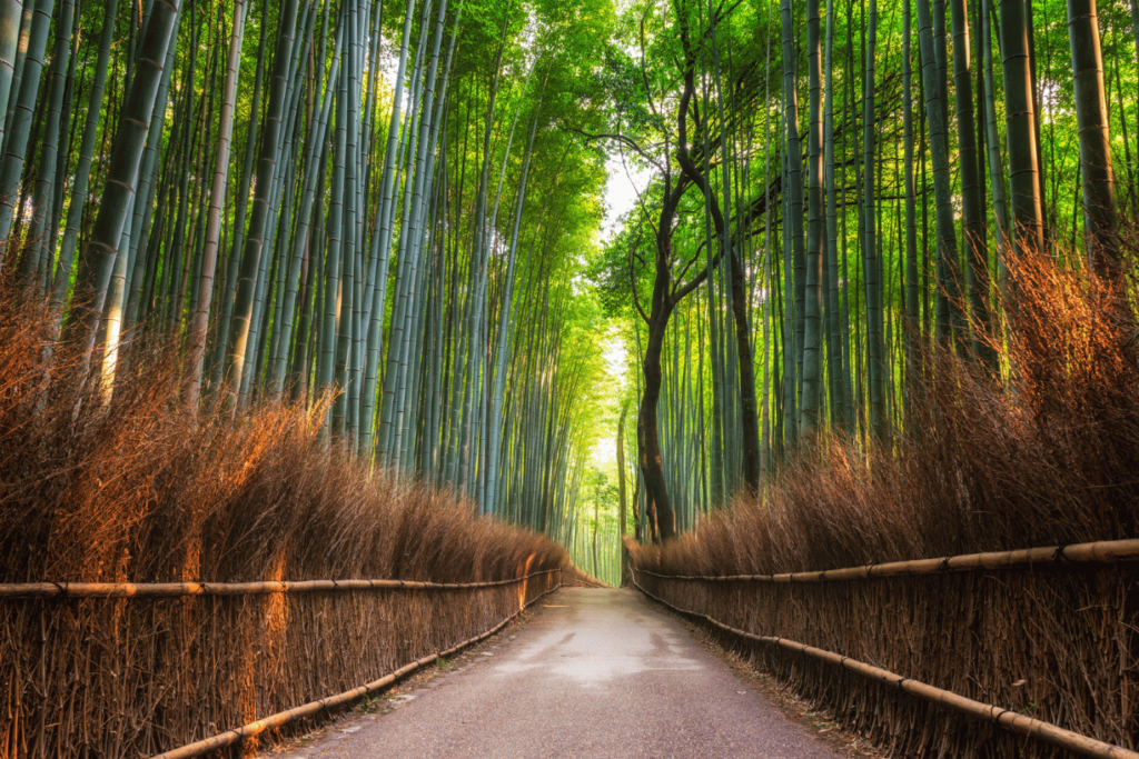 Golden Japan Arashiyama