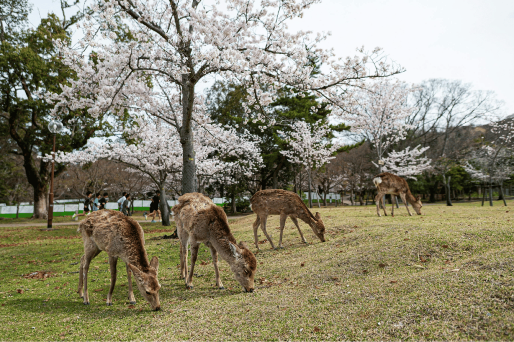 Tour sakura classic 2026 Nara