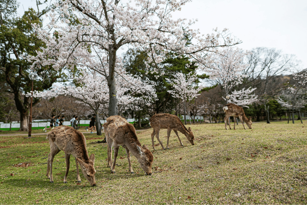 Tour sakura classic 2026 Nara