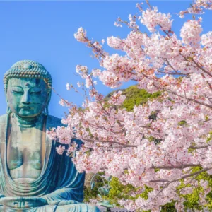Sakura Classic — Itinerario Autoguiado