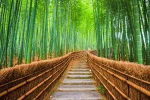 Arashiyama 1